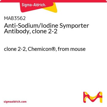 Anti-Sodium/Iodine Symporter Antibody, clone 2-2 clone 2-2, Chemicon&#174;, from mouse