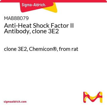 Anti-Heat Shock Factor II Antibody, clone 3E2 clone 3E2, Chemicon&#174;, from rat