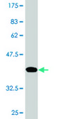 Monoclonal Anti-UPF3A antibody produced in mouse clone 2E2, purified immunoglobulin, buffered aqueous solution