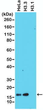 Anti-Histone H3.3 antibody, Rabbit monoclonal recombinant, expressed in HEK 293 cells, clone RM190, purified immunoglobulin