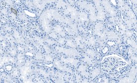 Anti-Filamin A Antibody, clone 1D12 ZooMAb® Rabbit Monoclonal recombinant, expressed in HEK 293 cells