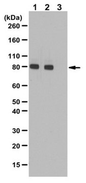 Anti-phospho-PKCepsilon Antibody (Ser729) from rabbit, purified by affinity chromatography