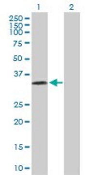 Anti-PRSS8 antibody produced in rabbit purified immunoglobulin, buffered aqueous solution