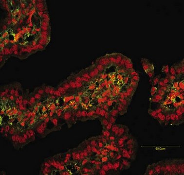 Anti-MMP-9 Antibody, clone GE-213 clone GE-213, Chemicon&#174;, from mouse