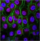 Anti-Sin3A Antibody from rabbit, purified by affinity chromatography