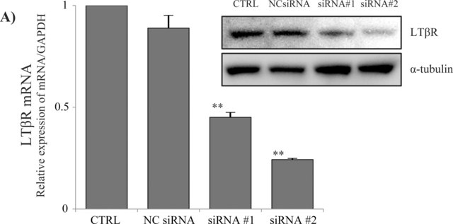 Anti-Lymphotoxin &#946; Receptor antibody produced in goat affinity isolated antibody, lyophilized powder