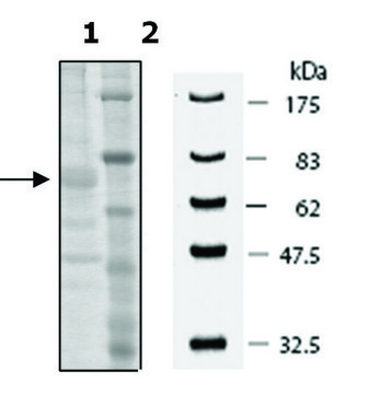 PADI-3 human recombinant, expressed in baculovirus infected Sf9 cells, &#8805;60% (SDS-PAGE)