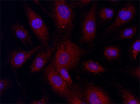 抗 MLKL (58-70) 兔抗 IgG fraction of antiserum, buffered aqueous solution