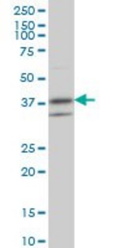 Monoclonal Anti-RNF2 antibody produced in mouse clone 6C2, purified immunoglobulin, buffered aqueous solution