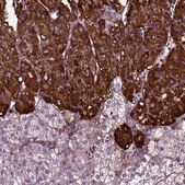 Anti-CHGB antibody produced in rabbit Prestige Antibodies® Powered by Atlas Antibodies, affinity isolated antibody, buffered aqueous glycerol solution