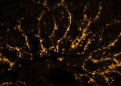 Mucin Probe, StcE Biotin and FLAG® tagged, powder