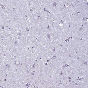 Anti-C1QL2 antibody produced in rabbit Prestige Antibodies&#174; Powered by Atlas Antibodies, affinity isolated antibody, buffered aqueous glycerol solution