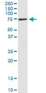 Anti-XRCC1 Rabbit pAb liquid, Calbiochem&#174;