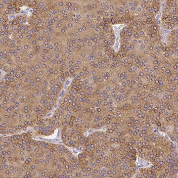 Anti-PLA2G4A antibody produced in rabbit Prestige Antibodies&#174; Powered by Atlas Antibodies, affinity isolated antibody, buffered aqueous glycerol solution