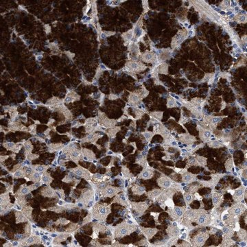 Anti-HSD17B14 antibody produced in rabbit Prestige Antibodies&#174; Powered by Atlas Antibodies, affinity isolated antibody, buffered aqueous glycerol solution