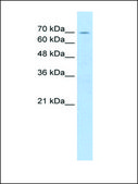 Anti-FBXL5 antibody produced in rabbit IgG fraction of antiserum