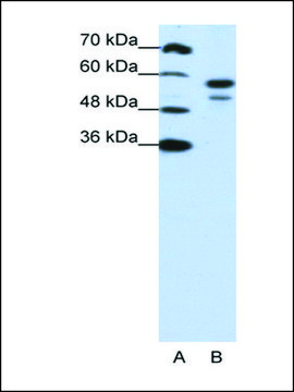 Anti-U2AF2 antibody produced in rabbit IgG fraction of antiserum