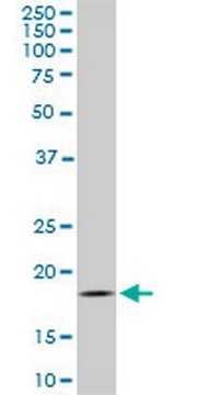 Anti-TOMM22 Mouse mAb (4G4) liquid, clone 4G4, Calbiochem&#174;