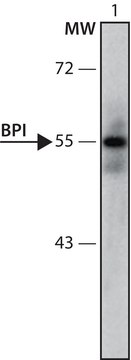 Anti-BPI (61-75) antibody produced in rabbit IgG fraction of antiserum, buffered aqueous solution