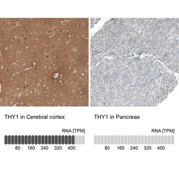 抗-THY1 兔抗 Prestige Antibodies&#174; Powered by Atlas Antibodies, affinity isolated antibody, buffered aqueous glycerol solution