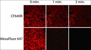 Anti-Swine IgG (H+L), CF™ 640R antibody produced in goat ~2 mg/mL, affinity isolated antibody