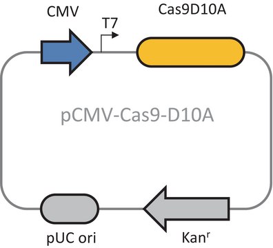 CRISPR Cas9-D10A Nickase Plasmid