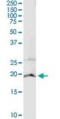 Monoclonal Anti-CYB5A antibody produced in mouse clone 4C2, purified immunoglobulin, buffered aqueous solution