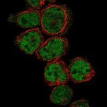 Anti-PRDM10 antibody produced in rabbit Prestige Antibodies&#174; Powered by Atlas Antibodies, affinity isolated antibody, buffered aqueous glycerol solution