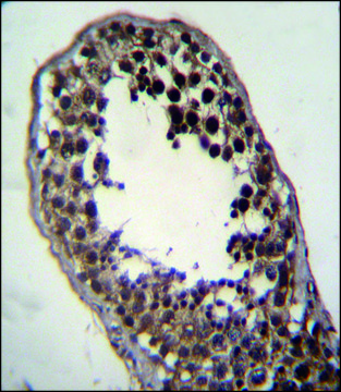 ANTI-FSTL3 (C-TERM) antibody produced in rabbit IgG fraction of antiserum, buffered aqueous solution