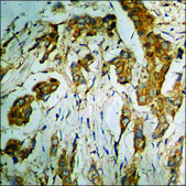 Anti-phospho-CD88/C5aR (pSer338) antibody produced in rabbit affinity isolated antibody
