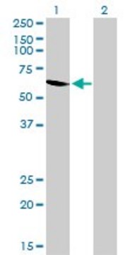 Monoclonal Anti-UGP2 antibody produced in mouse clone 3H3, purified immunoglobulin, buffered aqueous solution