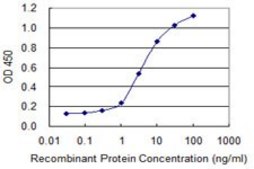 Monoclonal Anti-DMC1 antibody produced in mouse clone 4E2, purified immunoglobulin, buffered aqueous solution