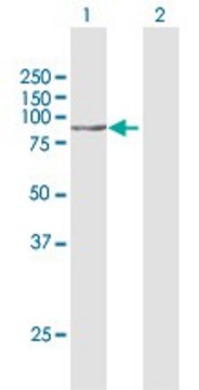 Anti-STON1 antibody produced in rabbit purified immunoglobulin, buffered aqueous solution