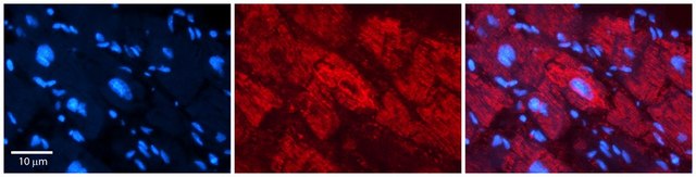 Anti-NFATC1 (ab1) antibody produced in rabbit affinity isolated antibody