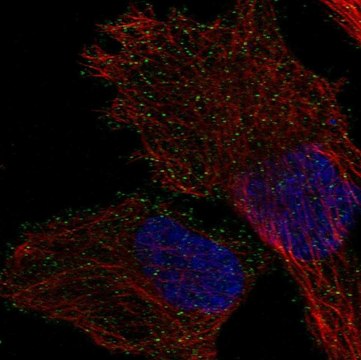 Anti-Ap1M2 Antibody Produced In Rabbit Prestige Antibodies&#174; Powered by Atlas Antibodies, affinity isolated antibody, buffered aqueous glycerol solution