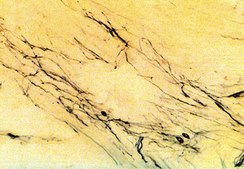 Anti-Tyrosine Hydroxylase Antibody, clone LNC1, Alexa Fluor™ 488 Conjugate clone LNC1, from mouse, ALEXA FLUOR™ 488