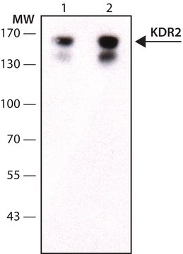 Anti-Vascular Endothelial Growth Factor Receptor-2 (KDR)&#8722;Biotin Conjugate antibody, Mouse monoclonal clone 260.4, KDR-2, purified from hybridoma cell culture