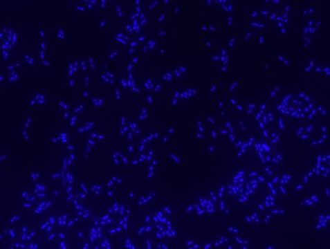 Bacterial negative control FISH probe - ATTO488 Probe for fluorescence in situ hybridization (FISH),20 &#956;M in water