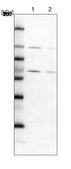 Anti-RBM19 antibody produced in rabbit Prestige Antibodies® Powered by Atlas Antibodies, affinity isolated antibody, buffered aqueous glycerol solution