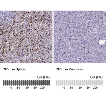 Anti-CPVL antibody produced in rabbit Prestige Antibodies&#174; Powered by Atlas Antibodies, affinity isolated antibody, buffered aqueous glycerol solution