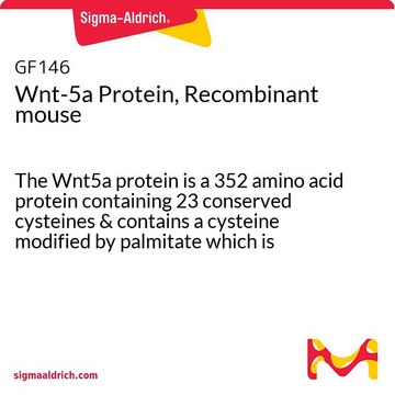 Wnt-5a蛋白，重组小鼠 The Wnt5a protein is a 352 amino acid protein containing 23 conserved cysteines &amp; contains a cysteine modified by palmitate which is essential for receptor binding &amp; biological activity.