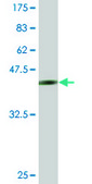 Monoclonal Anti-PAX9 antibody produced in mouse clone 3B8, purified immunoglobulin, buffered aqueous solution