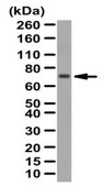 Anti-Angptl3 Antibody from rabbit, purified by affinity chromatography