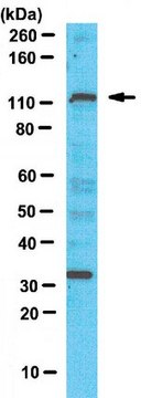 Anti-PTIP Antibody from chicken, purified by affinity chromatography