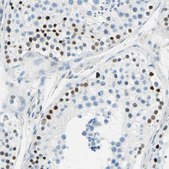 Anti-PASD1 antibody produced in rabbit Prestige Antibodies® Powered by Atlas Antibodies, affinity isolated antibody, buffered aqueous glycerol solution, Ab1