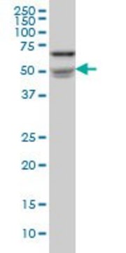 Monoclonal Anti-NOVA1 antibody produced in mouse clone 3F3, purified immunoglobulin, buffered aqueous solution