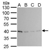 Monoclonal Anti-PRMT1 antibody produced in mouse clone GT779, affinity isolated antibody