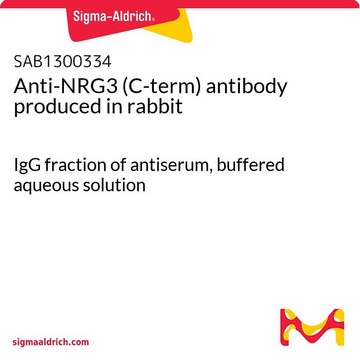 Anti-NRG3 (C-term) antibody produced in rabbit IgG fraction of antiserum, buffered aqueous solution