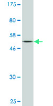 Monoclonal Anti-BST1 antibody produced in mouse clone 4C2, purified immunoglobulin, buffered aqueous solution