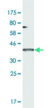 Monoclonal Anti-AXIN2 antibody produced in mouse clone 3B6, purified immunoglobulin, buffered aqueous solution